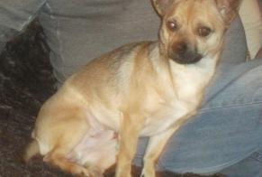 Alerte Disparition Chien croisement Mâle , 1 ans Hastière Belgique