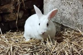 Alerte Découverte Lapin Mâle Anderlues Belgique