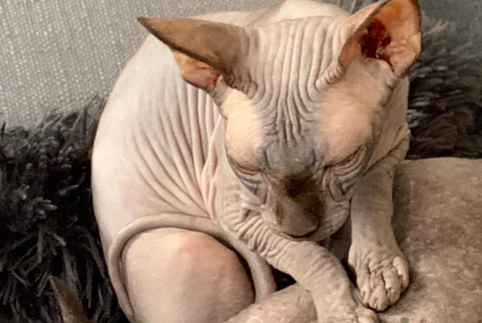 Alerte Disparition Chat  Femelle , 7 ans Aiseau-Presles Belgique
