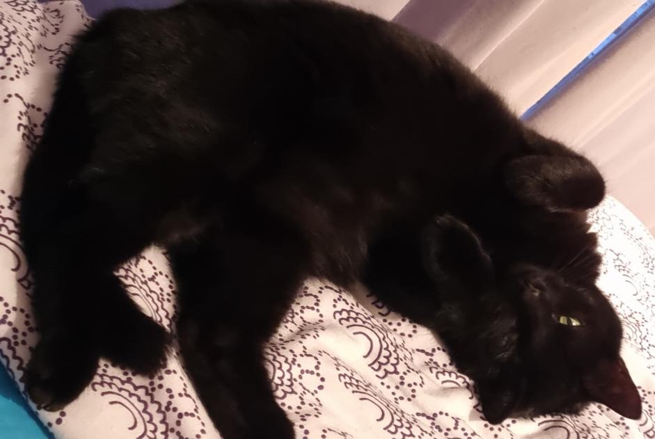 Alerte Disparition Chat Femelle , 3 ans Mons Belgique