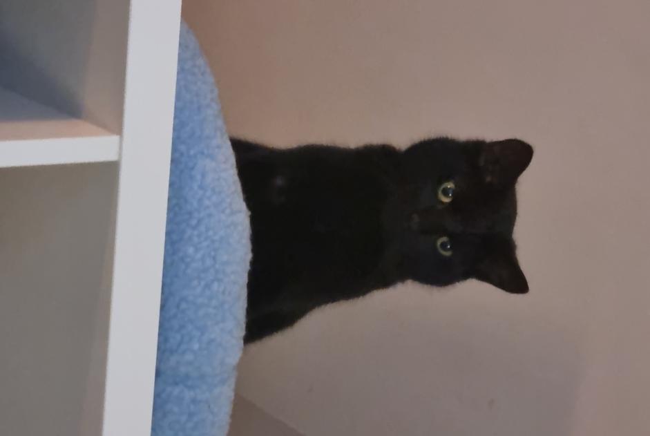 Alerte Disparition Chat Femelle , 3 ans Mons Belgique