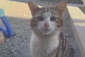 Alerte Découverte Chat Mâle Hamois Belgique