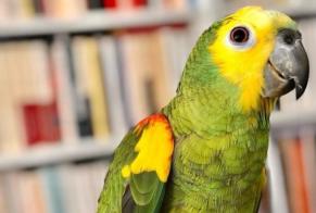 Alerte Disparition Oiseau Mâle , 2023 ans Bruxelles Belgique