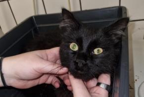 Alerte Découverte Chat Mâle Boussu Belgique