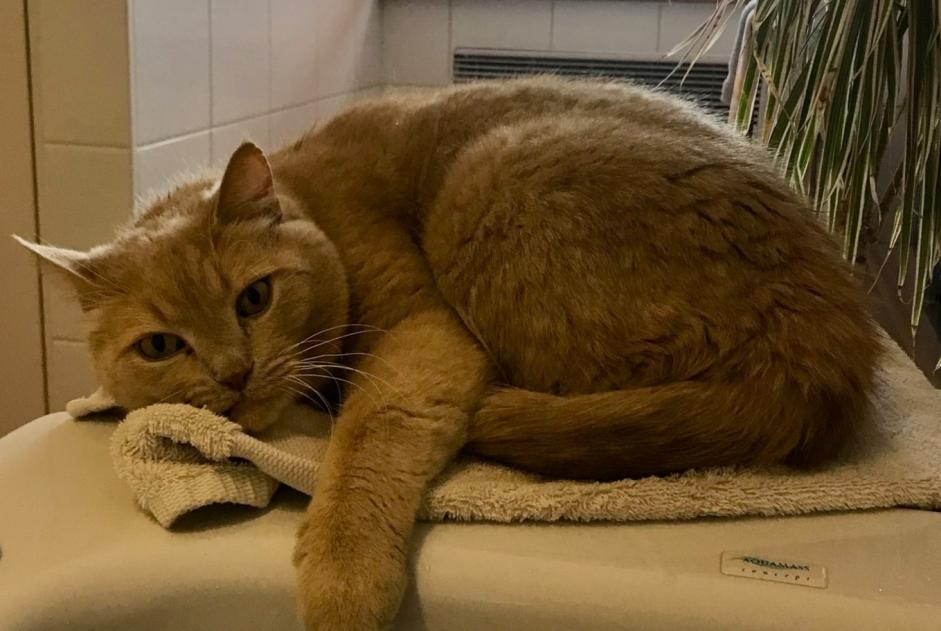 Alerte Disparition Chat  Mâle , 12 ans Beersel Belgique