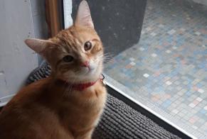 Alerte Découverte Chat Mâle Schaerbeek Belgique