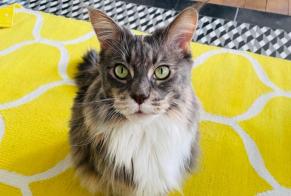 Alerte Disparition Chat  Femelle , 10 ans Ixelles Belgique