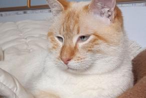 Alerte Disparition Chat Mâle , 0 ans Assesse Belgique