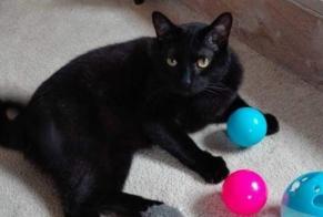 Alerte Disparition Chat  Mâle , 9 ans Namur Belgique