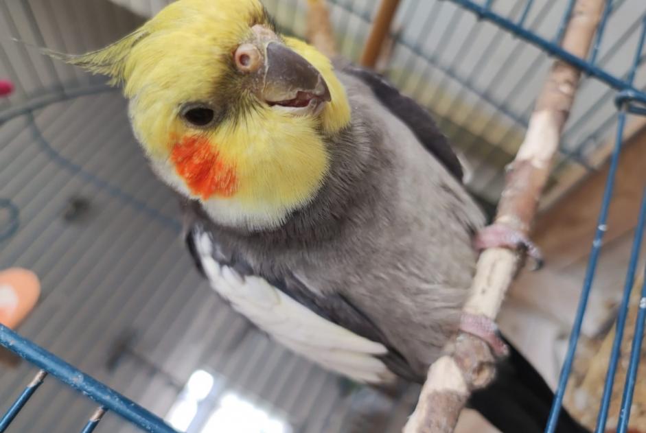Alerte Disparition Oiseau Mâle , 2023 ans Écaussinnes Belgique