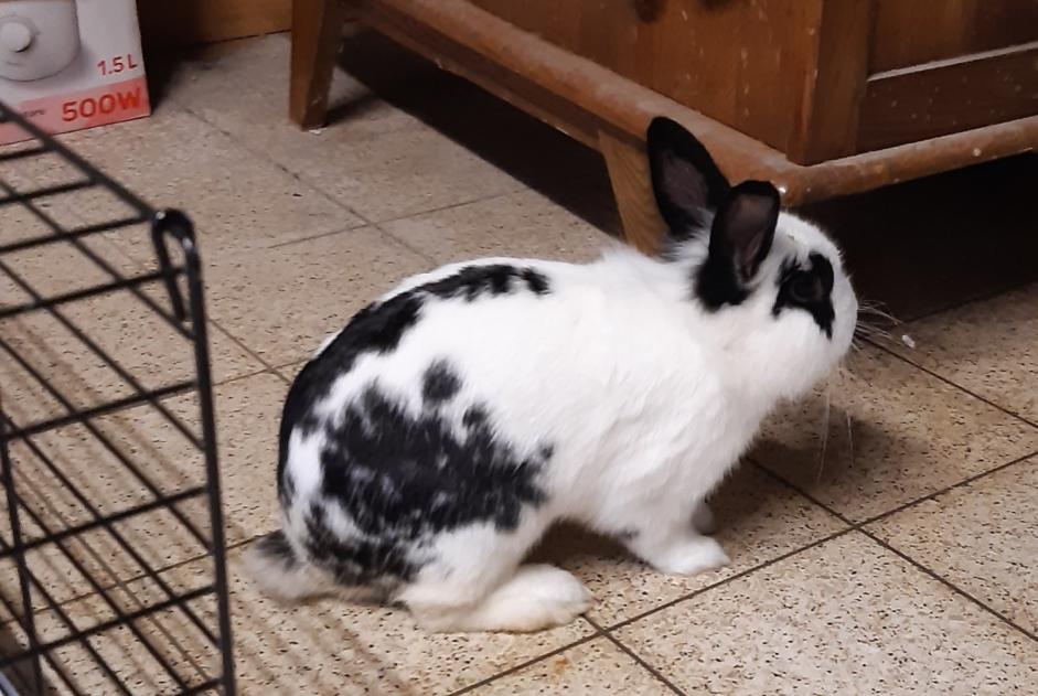 Alerte Découverte Lapin Mâle Namur Belgique