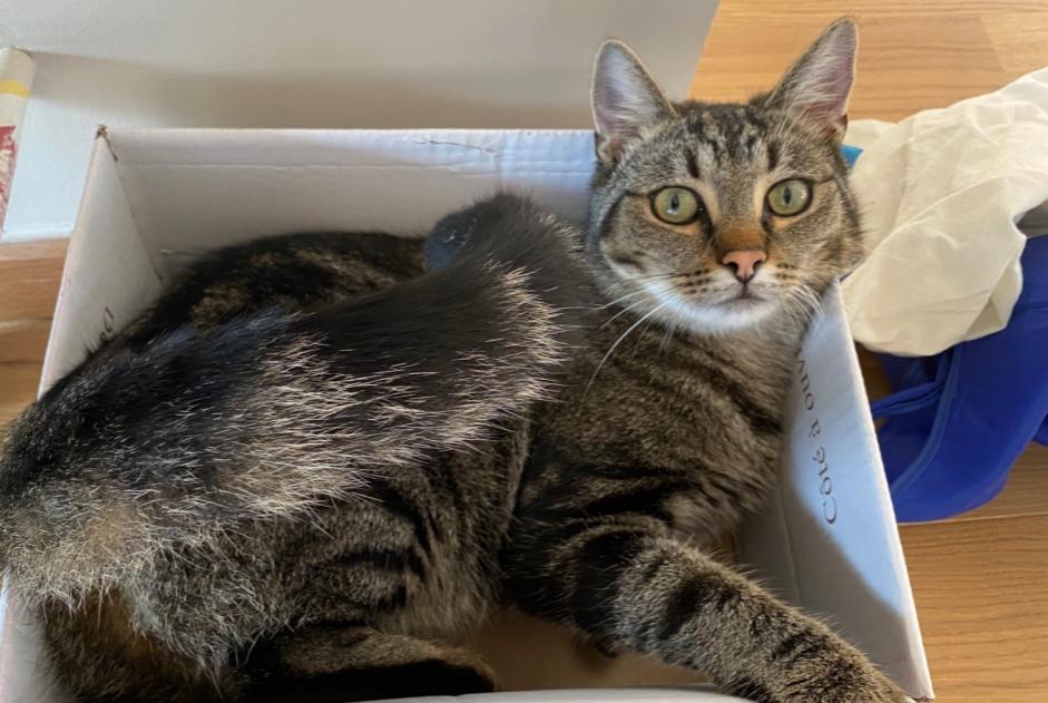 Alerte Disparition Chat Mâle , 3 ans Anderlues Belgique