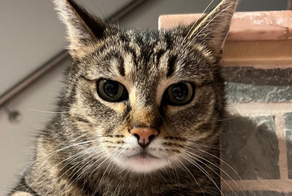 Alerte Disparition Chat Mâle , 3 ans Anderlues Belgique