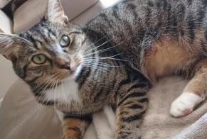 Alerte Disparition Chat Mâle , 2 ans Machelen Belgique