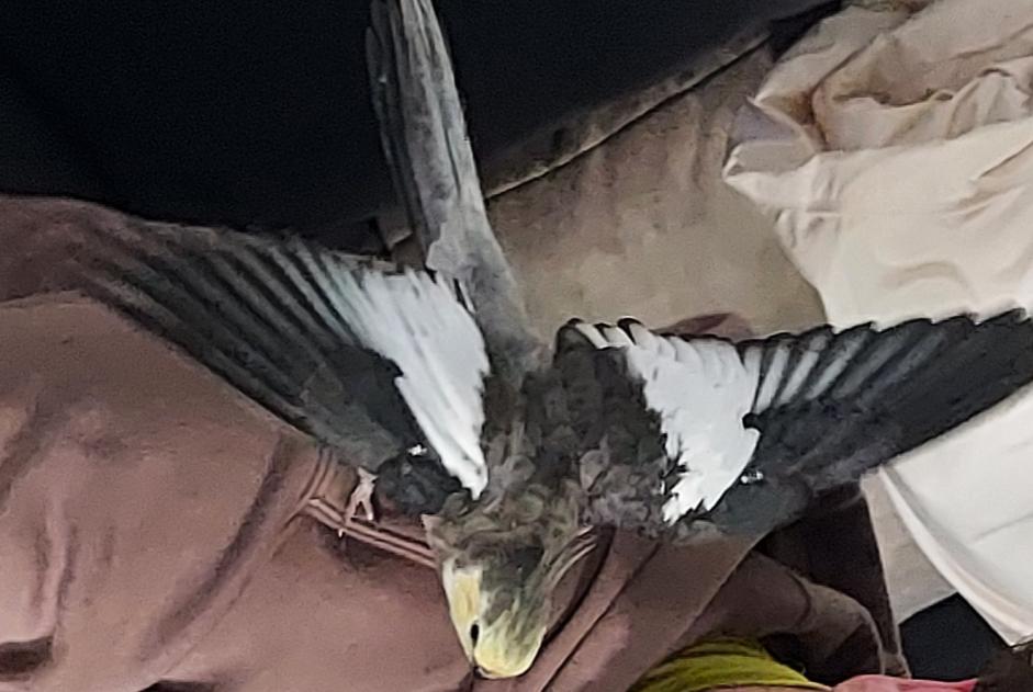 Alerte Découverte Oiseau Inconnu Courcelles Belgique