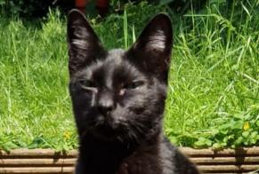 Alerte Disparition Chat Femelle , 10 ans Ixelles Belgique