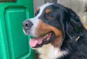 Alerte Disparition Chien  Femelle , 5 ans Uccle Belgique
