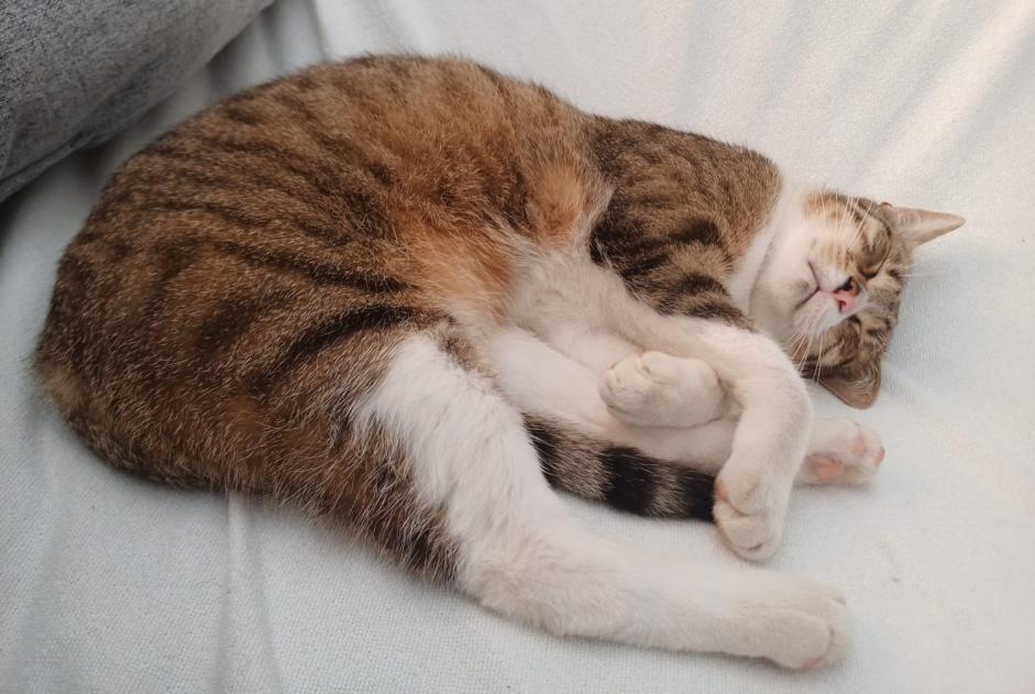 Alerte Disparition Chat Mâle , 1 ans Doische Belgique