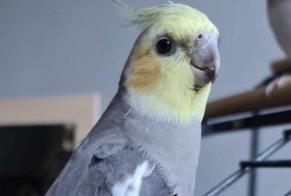Alerte Disparition Oiseau Femelle , 2023 ans Mons Belgique