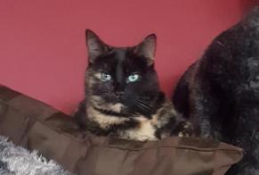 Alerte Disparition Chat croisement Femelle , 2 ans Seneffe Belgique