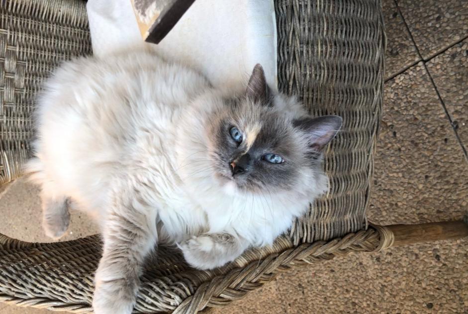 Alerte Disparition Chat  Femelle , 16 ans Schaerbeek Belgique