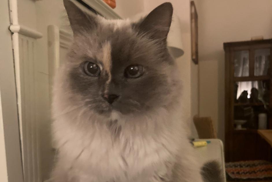 Alerte Disparition Chat  Femelle , 16 ans Schaerbeek Belgique
