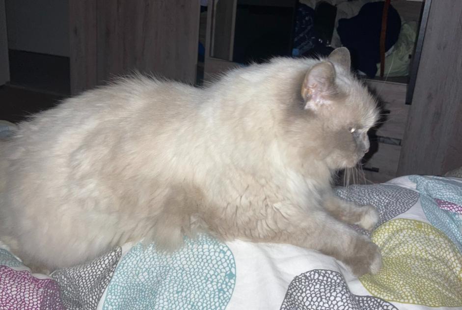 Alerte Disparition Chat  Femelle , 16 ans Schaerbeek Belgique