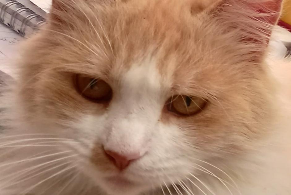 Alerte Disparition Chat Femelle , 4 ans La Louvière Belgique