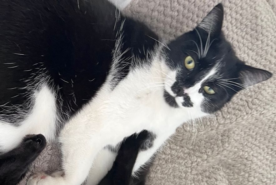 Alerte Disparition Chat croisement Mâle , 3 ans La Louvière Belgique