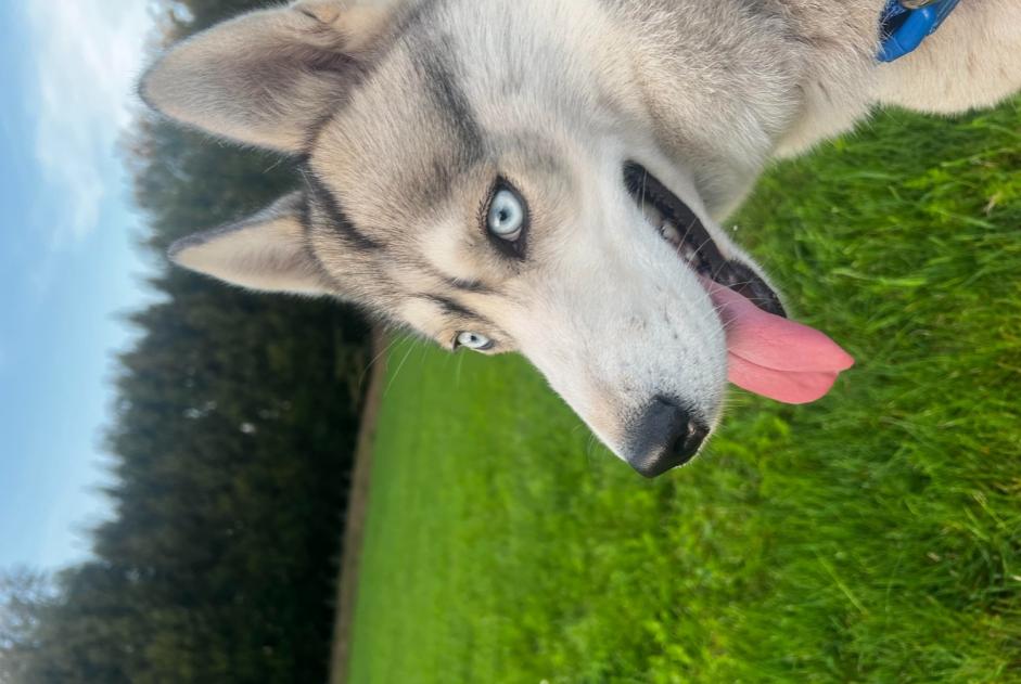 Alerte Disparition Chien  Femelle , 2 ans Liège Belgique