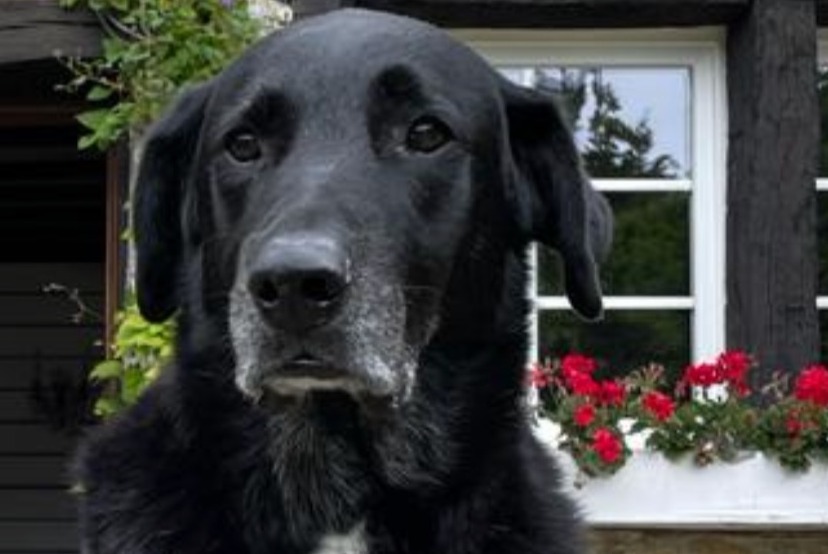 Alerte Disparition Chien croisement Mâle , 12 ans Houyet Belgique