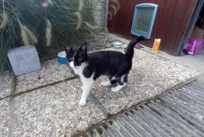 Alerte Découverte Chat  Femelle , 11 ans Sprimont Belgique