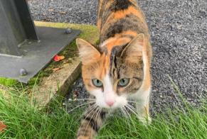 Alerte Découverte Chat  Femelle Auderghem Belgique