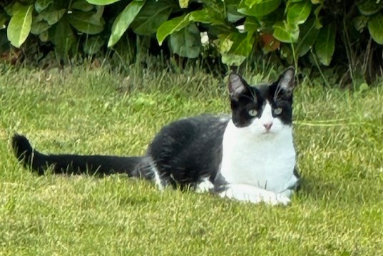 Alerte Disparition Chat  Femelle , 1 ans Jurbise Belgique