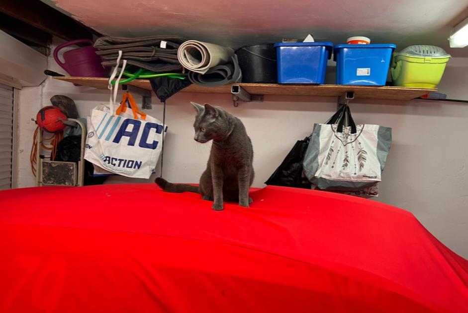Alerte Disparition Chat croisement Mâle , 1 ans Huy Belgique