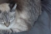Alerte Disparition Chat Femelle , 16 ans Éghezée Belgique