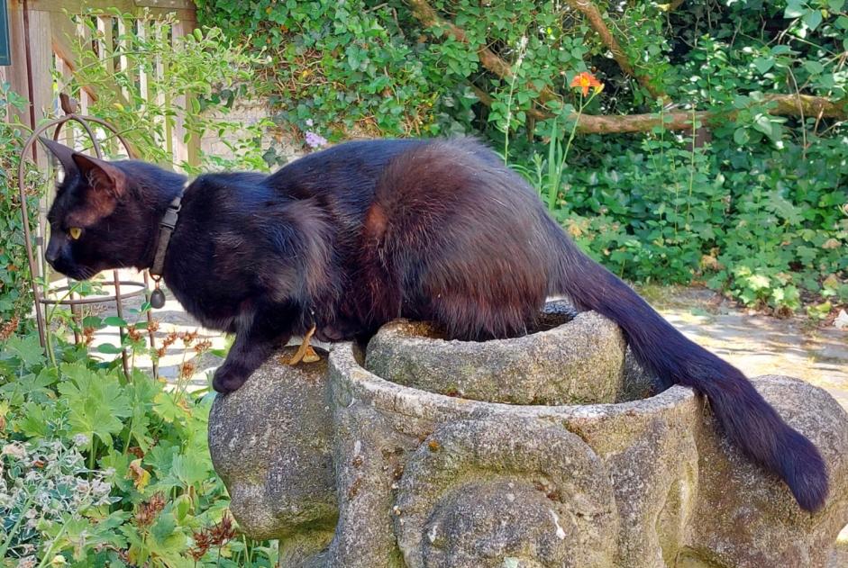 Alerte Disparition Chat Mâle , 2 ans La Hulpe Belgique