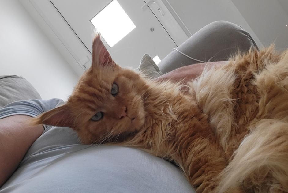 Alerte Disparition Chat  Mâle , 7 ans Anderlues Belgique