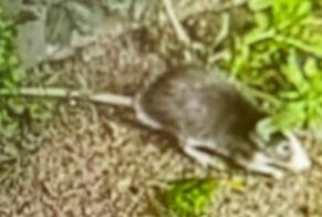Alerte Découverte Autre Rat Inconnu Sotteville-lès-Rouen France