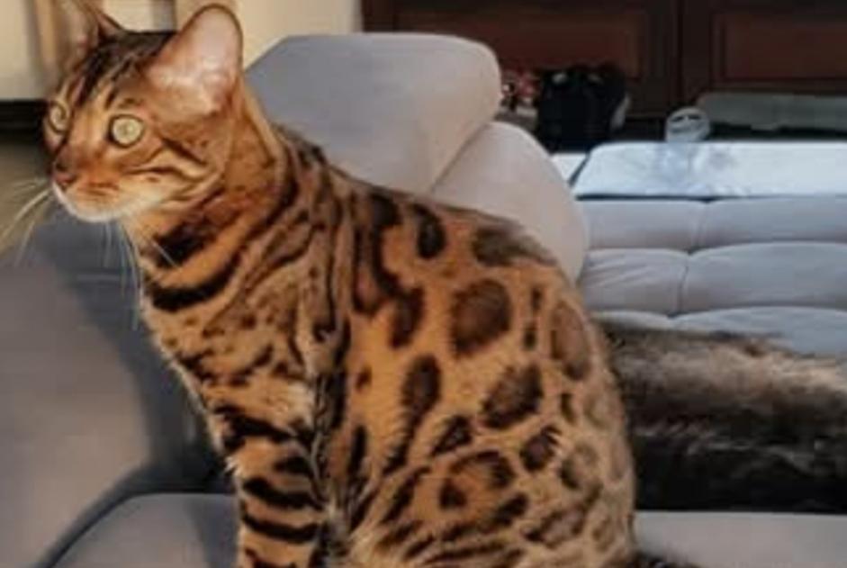 Alerte Disparition Chat  Mâle , 9 ans Mons Belgique