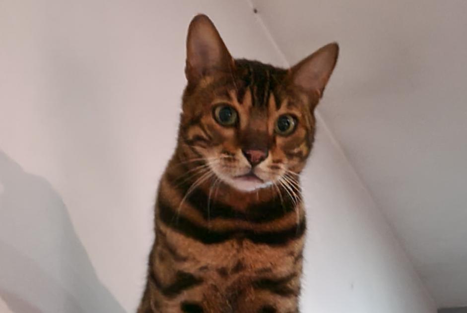Alerte Disparition Chat  Mâle , 9 ans Mons Belgique