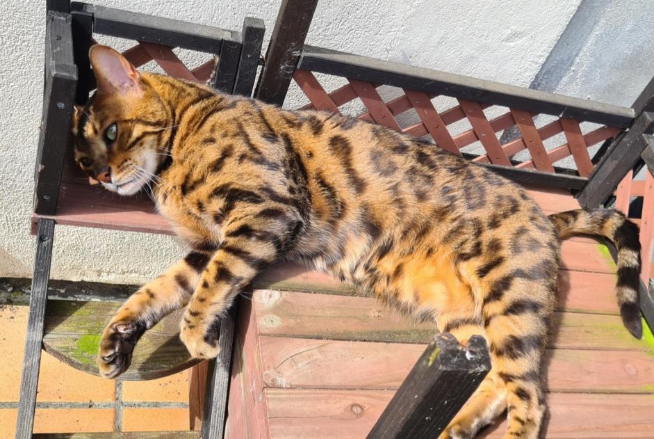 Alerte Disparition Chat  Mâle , 9 ans Mons Belgique