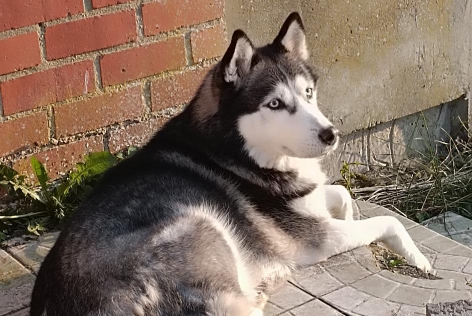 Alerte Disparition Chien  Mâle , 10 ans Colfontaine Belgique