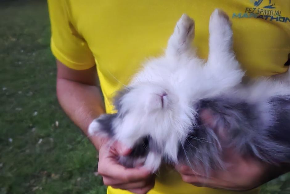 Alerte Découverte Lapin Femelle Woluwe-Saint-Pierre Belgique