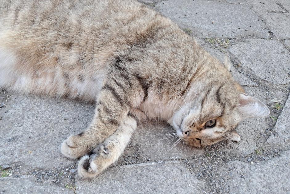 Alerte Découverte Chat Inconnu Charleroi Belgique
