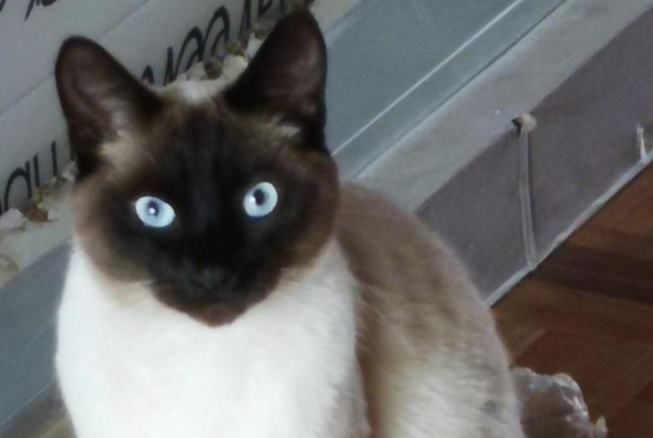 Alerte Disparition Chat Mâle , 4 ans Uccle Belgique