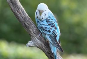 Alerte Découverte Oiseau Inconnu Esneux Belgique