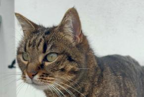 Alerte Disparition Chat  Femelle , 7 ans Assérac France