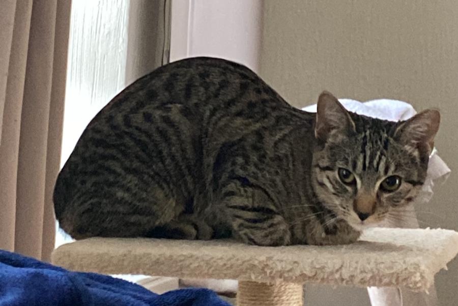 Alerte Disparition Chat croisement Femelle , 1 ans Eupen Belgique