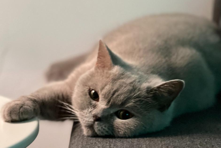 Alerte Disparition Chat  Femelle , 5 ans Bruxelles Belgique